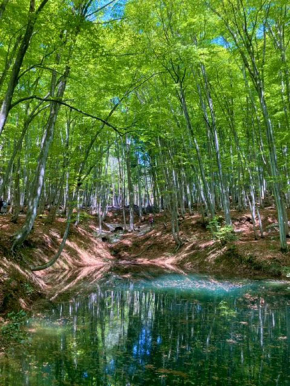 新潟県十日町市「美人林」